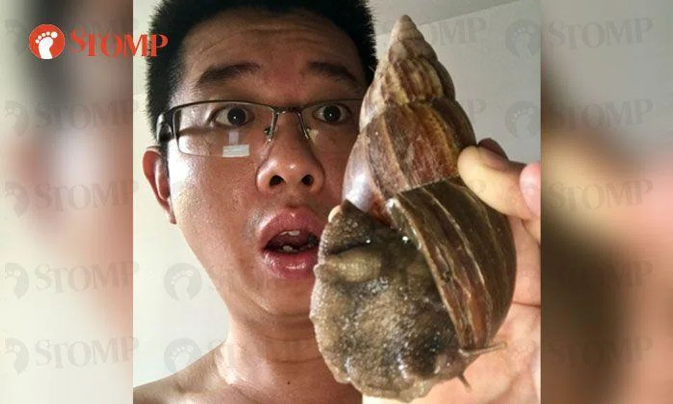 How huge snail in Hougang helped to put an end to quarrel between Stomper and his wife