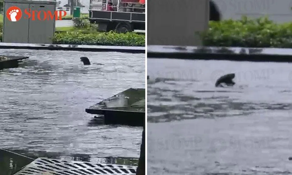 Otter feasts on koi in Capital Tower fountain during lunchtime spectacle