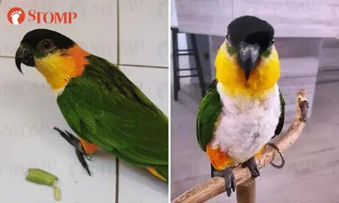 Have you seen this colourful parrot near Bedok Reservoir View? Owner offering reward