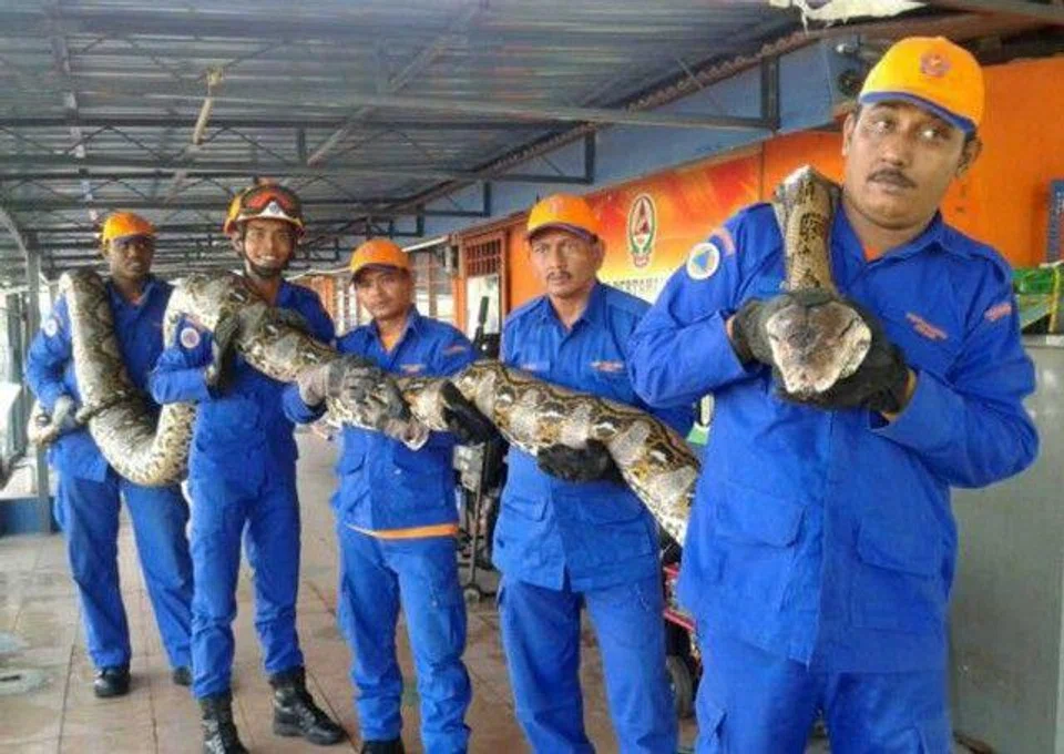 7.5m long, 250kg python found in Penang -- but not before laying an egg