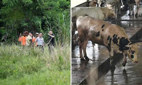 A search party looking for the missing bull, called Ganesha, on the premises of Viknesh Dairy Farm in Lim Chu Kang yesterday (above); the facade of the farm; and other cattle kept there. The missing bull is one of a herd of 36 at the farm, and the authorities say it could have made its getaway through a break in the fencing surrounding the property. ST PHOTOS: CHONG JUN LIANG