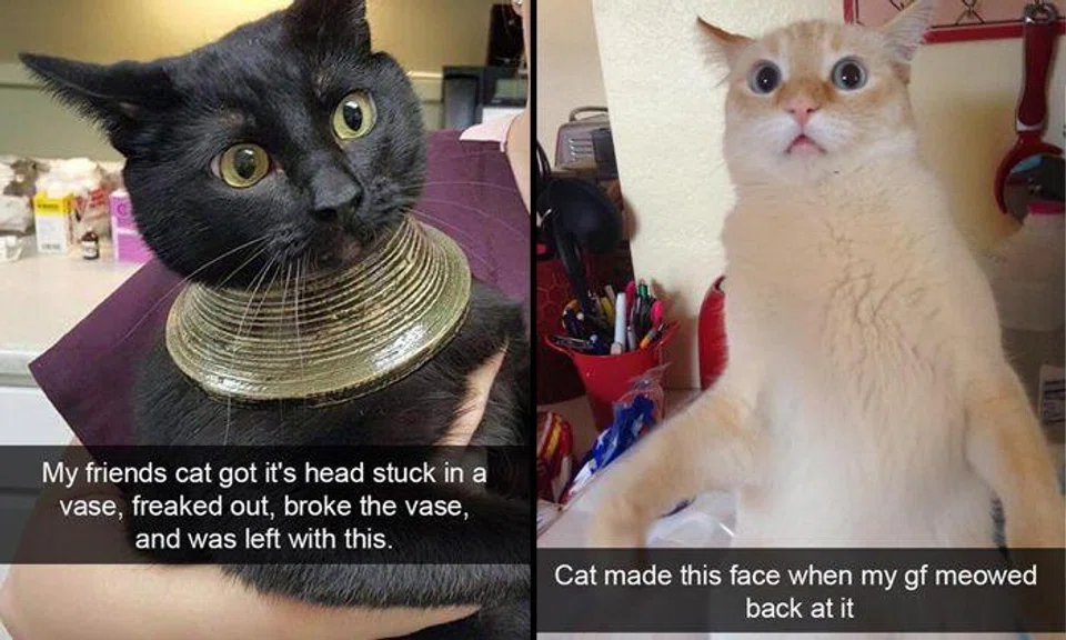 30 ameowzing Snapcats that will brighten your day