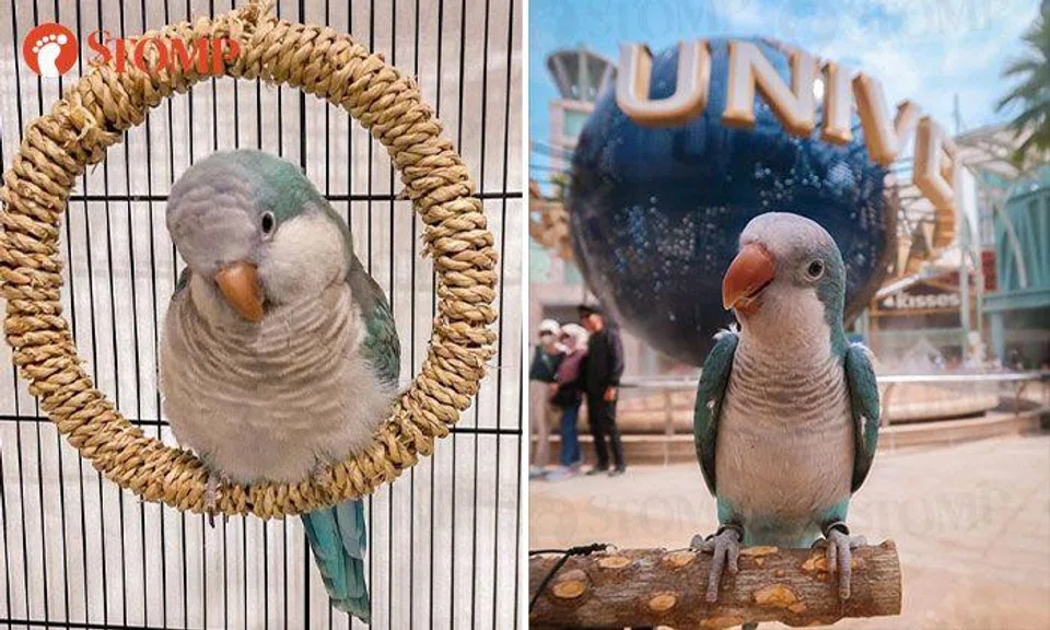 Found: Owners looking for blue quaker parrot that flew off at East Coast Park