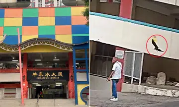 Crows at Chinatown Complex reportedly targeting bald men. 