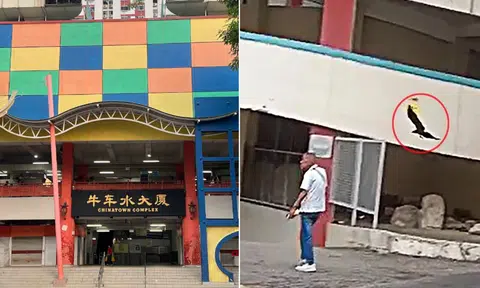 Crows at Chinatown Complex reportedly targeting bald men. 