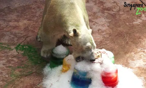 5 days of celebrations for our polar bear Inuka's 26th brrrrrthday at the Singapore Zoo