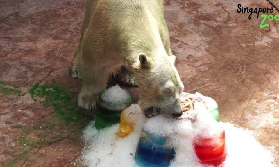 5 days of celebrations for our polar bear Inuka's 26th brrrrrthday at the Singapore Zoo