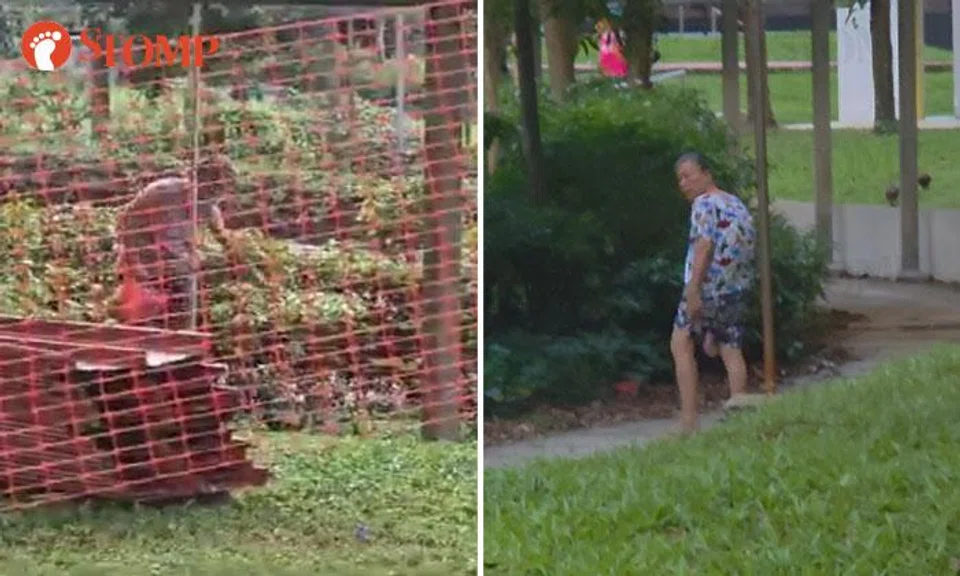 woman feeding pigeons