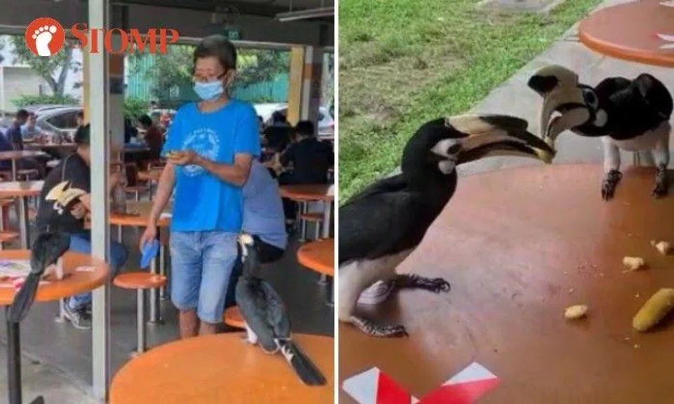 NParks investigating incident of man feeding bananas to wild hornbills at Loyang Way Food Village