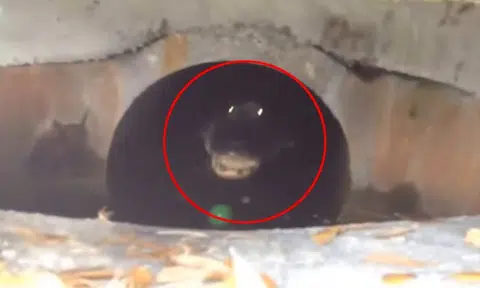 You'll wanna run far, far away after seeing what this dude in America found in a drain