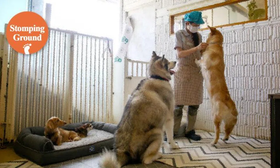 unlicensed pet boarding