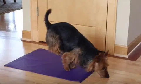 Ladies and gentlemen, we present to you the world's cutest yoga instructor