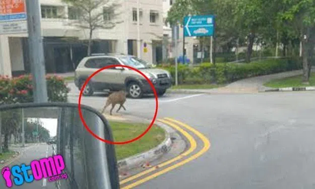 Whoa! Wild boar runs as fast as vehicle at Edgefield Plains -- then ...