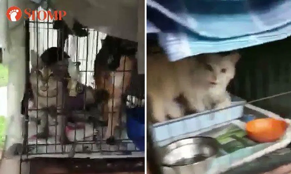 SPCA investigating case of cats being locked up in small cages at Mei Ling St: "It is unacceptable"
