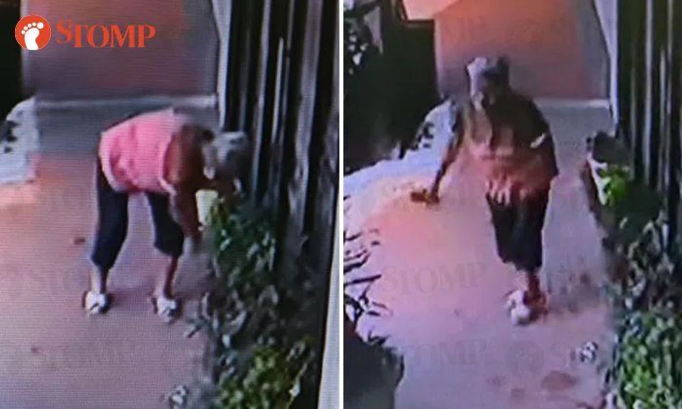 Auntie helps herself to 'free' herbs outside Little India hostel, uproots Thai basil