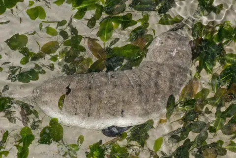 Microplastics found in marine animals in S'pore's coral reefs, mangroves, seagrass beds