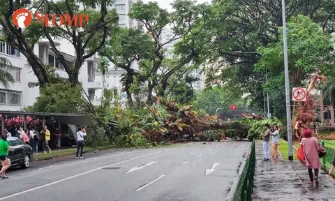 Tree falls on Mercedes in Tiong Bahru, driver taken to hospital: Road cleared after 4½ hours