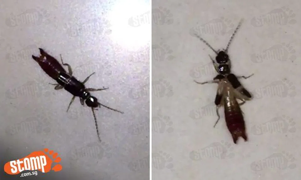 'Menacing' insect looks like ant, has pincer like scorpion -- and can even fly