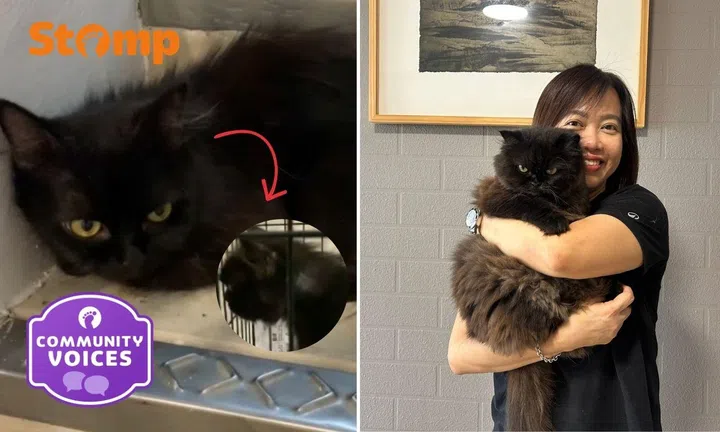 Sammi overcame her phobia of cats entirely by chance.