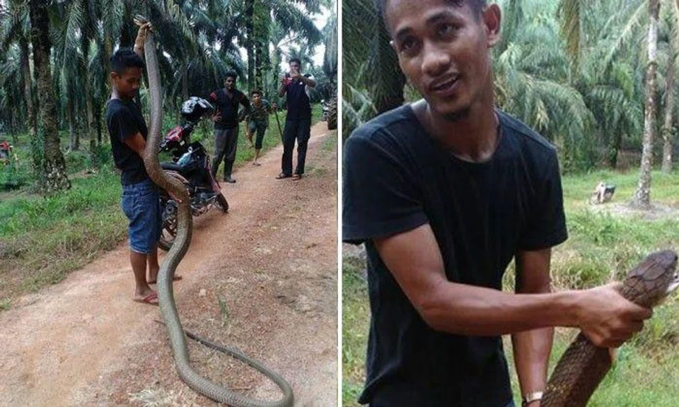 Man struggles as he catches a Cobra in Malaysia -- armed only with a stick