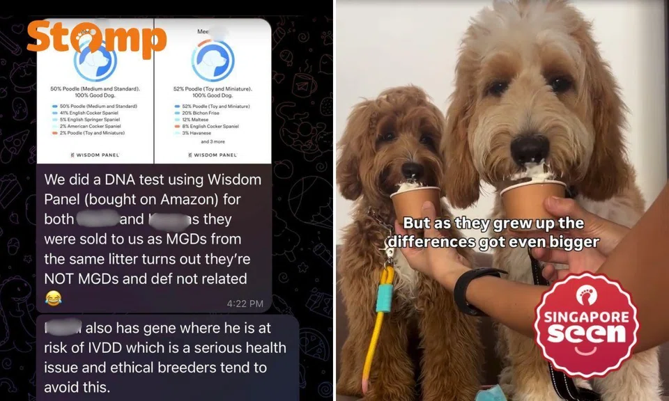 Some pet owners are raising questions about puppies sold as “Mini Goldendoodles” by a local pet shop.