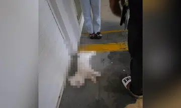 Pet dog found dead after allegedly falling from Choa Chu Kang HDB block, NParks investigating
