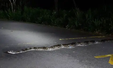 Why you should always look out when using park connectors at night...