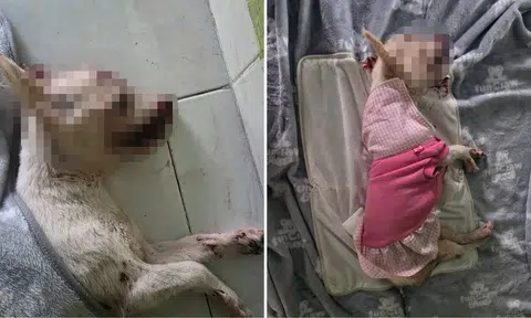 Dog killed in alleged hit-and-run incident in Hougang, family appeals for witnesses