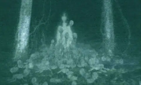You'll understand what hylophobia means after seeing these freaky forests