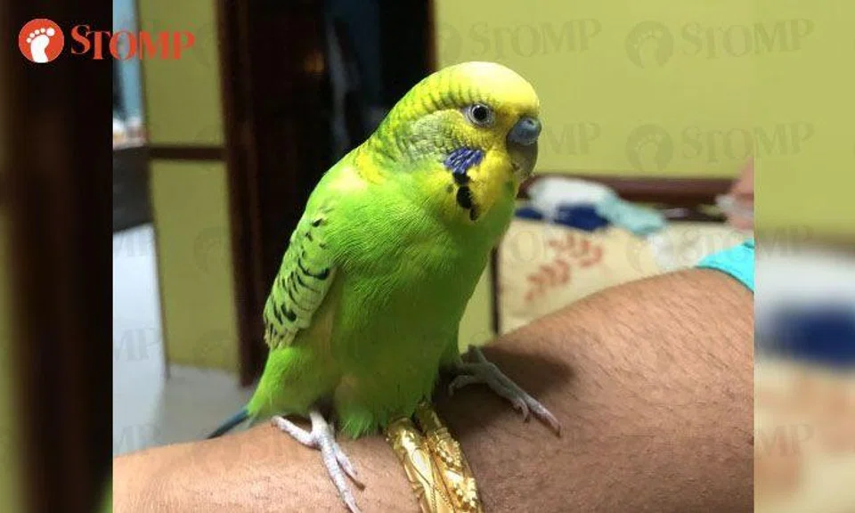 Have you seen this budgie that flew out of window at Sembawang Close?