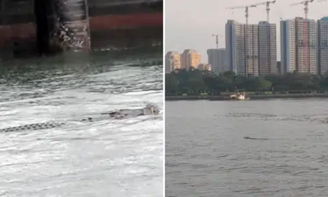 Large crocodile caught on video in waters near West Coast Park, warning signs put up