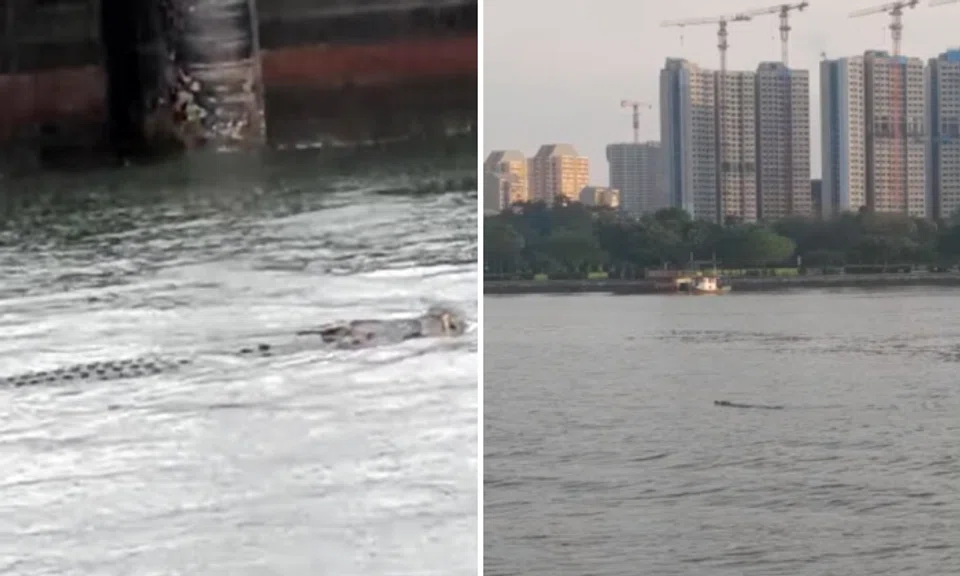 A member of the public shared a video of the large reptile swimming in the waters off the park. 
