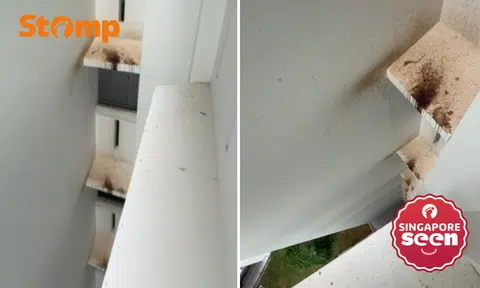 Town council issues advisory to resident, removes potted plants dirtying Woodlands block and 'restores area'