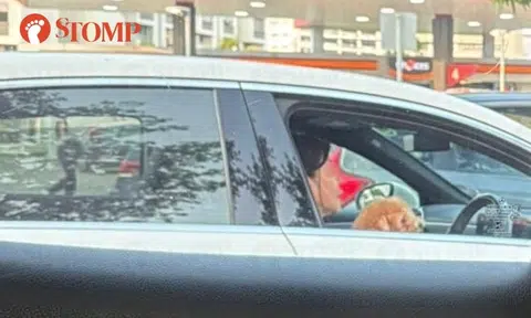 Woman drives with dog behind steering wheel and window open on Upper Thomson Road