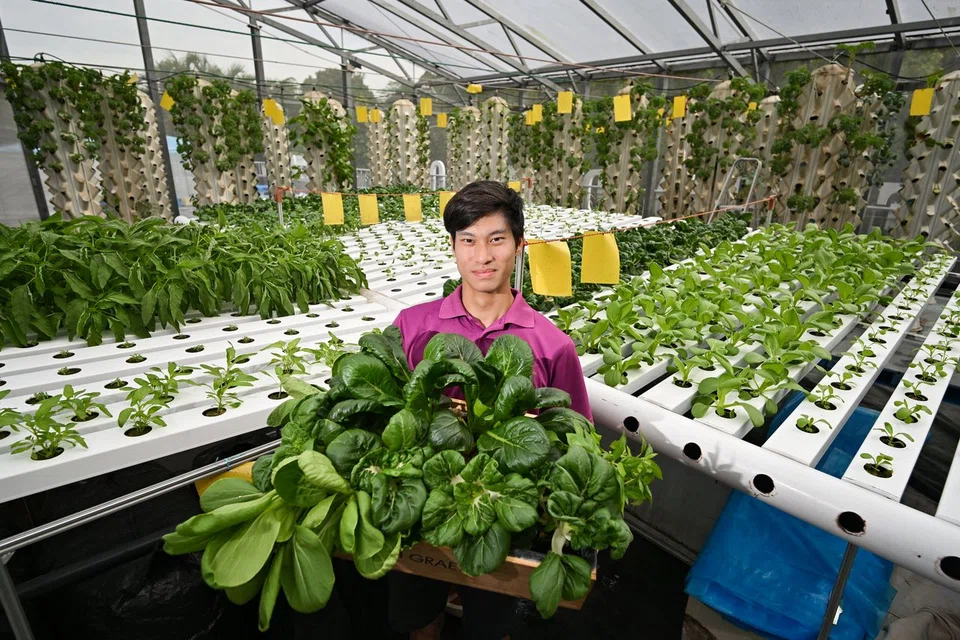 Mr Leonard Teo, 25, runs an aeroponics and hydroponics farm in Jurong.