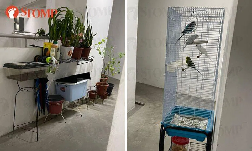 Fernvale residents still keeping cockroaches, worms and birds at corridors after over a year