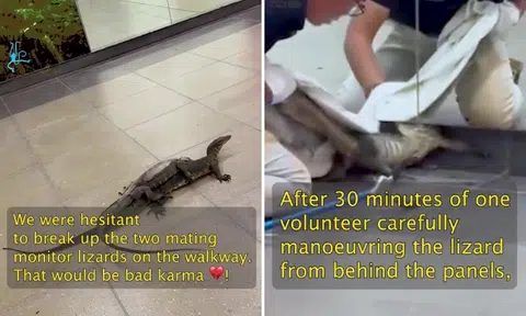 Acres hesitant to break up mating monitor lizards in Bayfront MRT station tunnel: 'Bad karma'