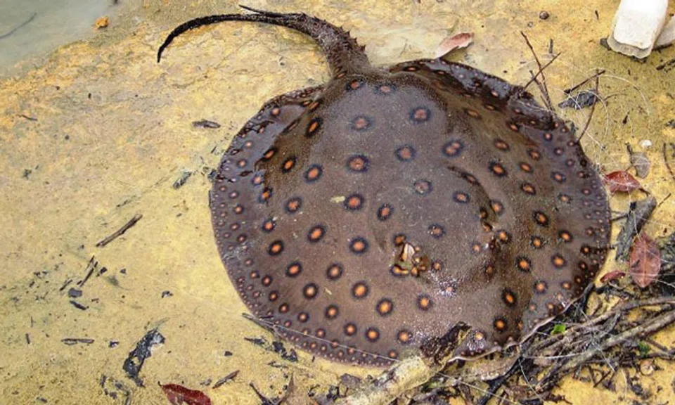 Motoro stingrays, which are native to South American rivers, can deliver venomous stings that cause extreme pain and even death.PHOTO: ST READER