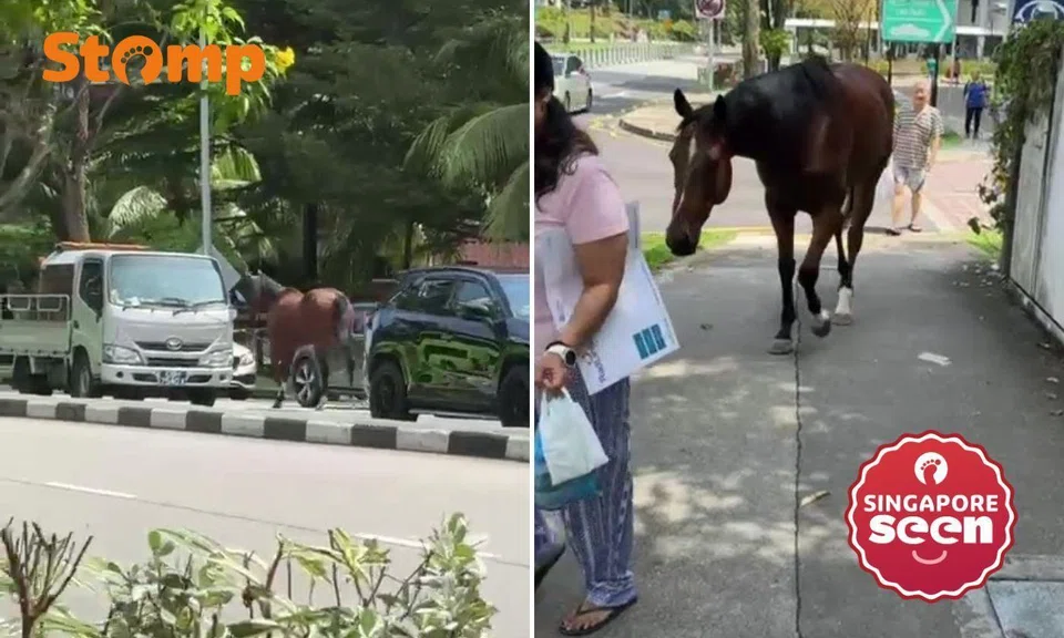 Horse strolls down Elias Road against flow of traffic in Pasir Ris