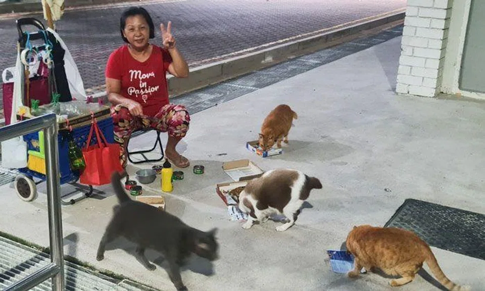 Queenstown cat feeder's phone allegedly stolen while she was feeding cats in broad daylight