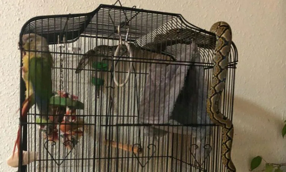 Mr Yap's wife was greeted by this sight when she returned home from work (PHOTO: MELVIN YAP/STRAITS TIMES)