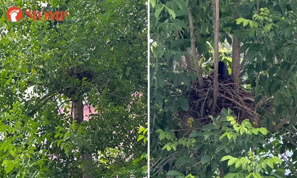 Crows' nests in Bishan