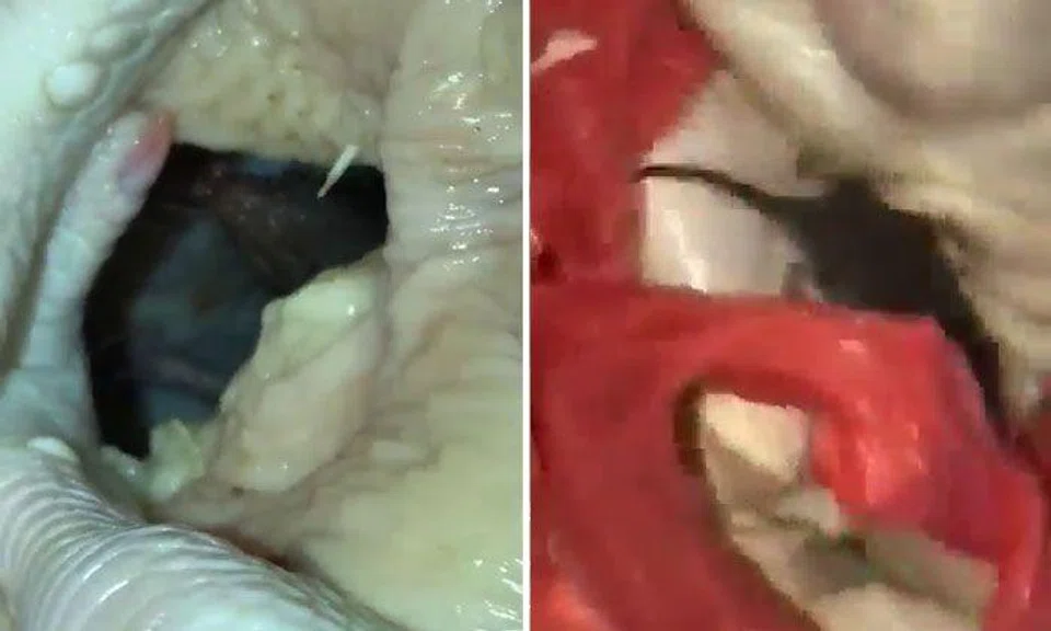 SFA investigating case of rat found in raw chicken left outside Toa Payoh coffee shop