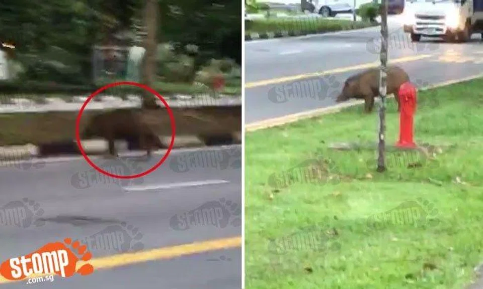  No, that's not a dog... it's a wild boar spotted in broad daylight at Upper Bukit Timah