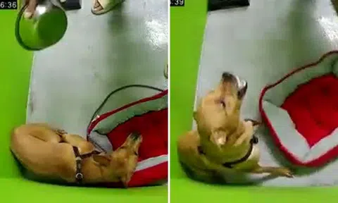 Man repeatedly hits dog with metal bowl and rod while hurling vulgarities at it: "Welcome to hell, my friend"