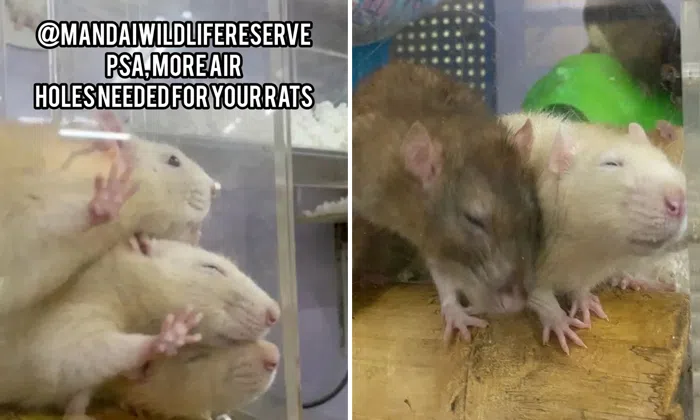 S'pore Zoo explains why video of rats sniffing air holes is 'not ...