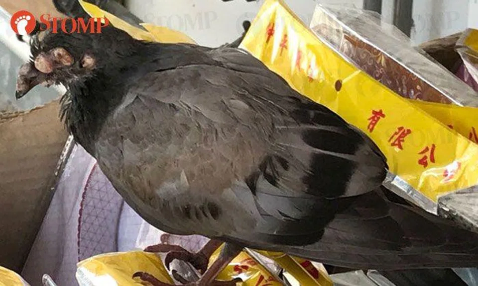 Ominous 'three-eyed' pigeon spotted at Jalan Kukoh resembles creature ripped right out of legend