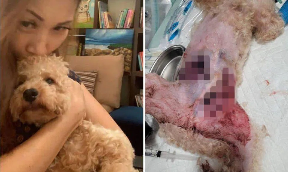 Ms Jennifer Fan and Milo the maltipoo. The dog spent more than a week in the ICU of a vet hospital after it was attacked. PHOTO: JENNIFER FAN