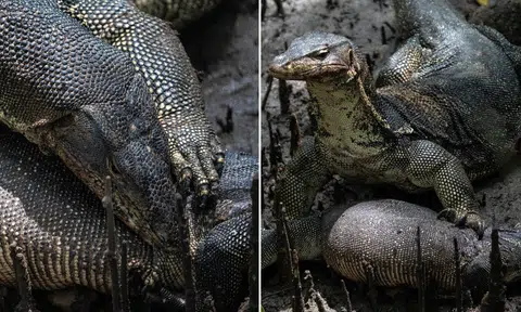 Monitor lizard spotted tearing into carcass in Sungei Buloh in brutal 'nature is metal' moment