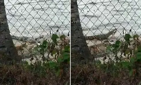 Viral video of crocodile eating dog not taken at Tanah Merah Ferry Terminal